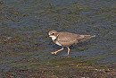 Little-ringed Plover - John Hewitt.