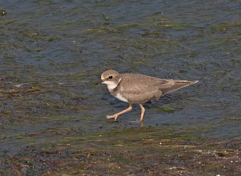 Little-ringed Plover - John Hewitt.