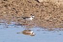 Little-ringed Plover - John Hewitt.