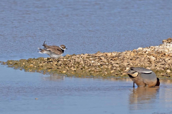 Little-ringed Plover and Teal - John Hewitt.