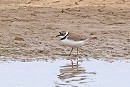Little-ringed Plover - John Hewitt.