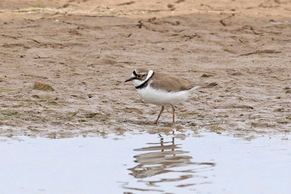 Bird sightings Saturday, 09 May 2026