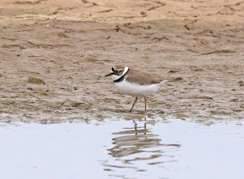 Little-ringed Plover - John Hewitt.