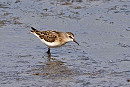 Little Stint - John Hewitt.
