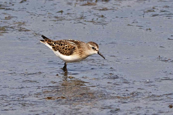 Little Stint - John Hewitt.