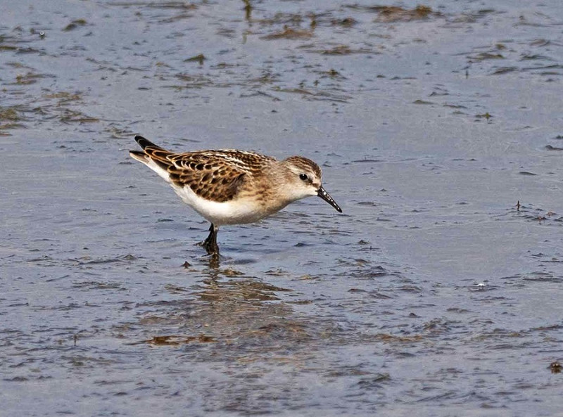 Little Stint - John Hewitt.