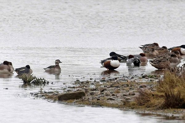 Long-tailed Duck with Teal, Shoveler and Wigeon - John Hewitt.