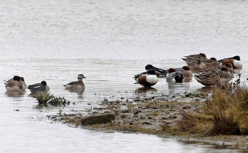Long-tailed Duck with Teal, Shoveler and Wigeon - John Hewitt.