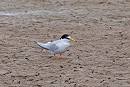 Little Tern - John Hewitt.