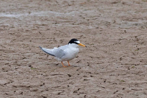 Little Tern - John Hewitt.
