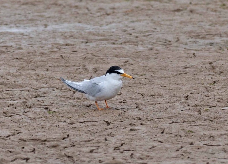 Little Tern - John Hewitt.
