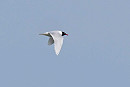 Mediterranean Gull - John Hewitt.