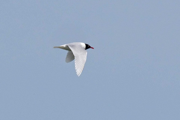 Mediterranean Gull - John Hewitt.