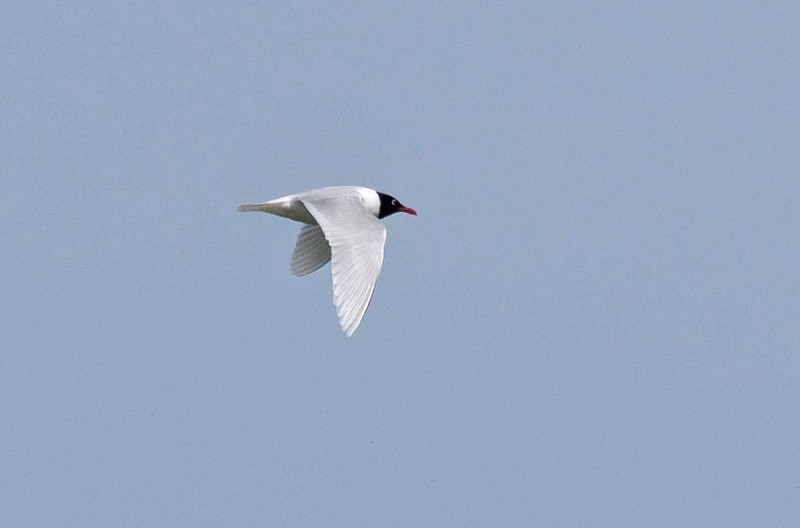 Mediterranean Gull - John Hewitt.
