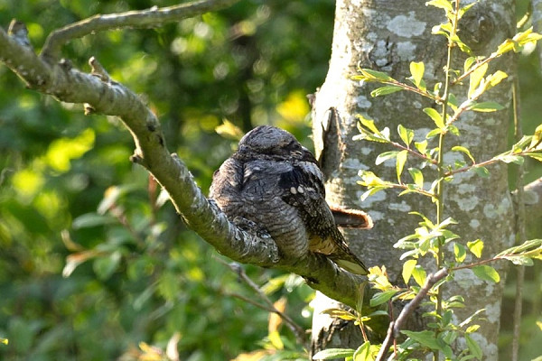 Bird sightings Friday, 01 May 2026