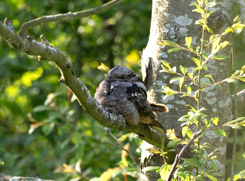 Nightjar - John Hewitt.