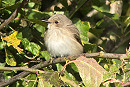 Spotted Flycatcher - Jonathan Holliday.