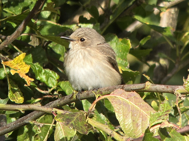 Spotted Flycatcher - Jonathan Holliday.