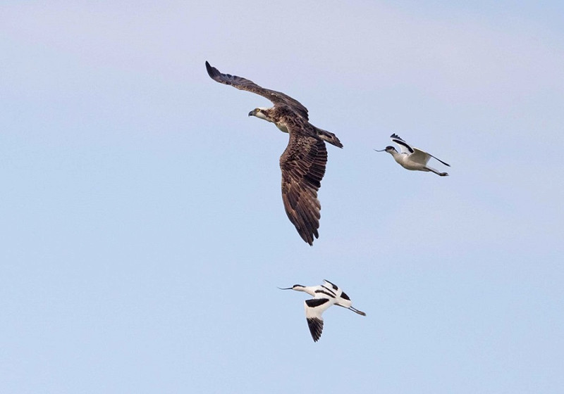 Osprey - John Hewitt.