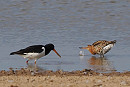 Oystercatcher and Black-tailed Godwit - John Hewitt.