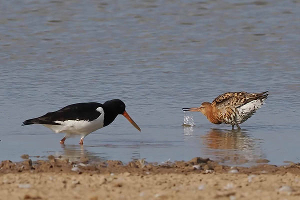 Oystercatcher and Black-tailed Godwit - John Hewitt.