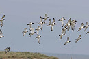 Oystercatchers - John Hewitt.