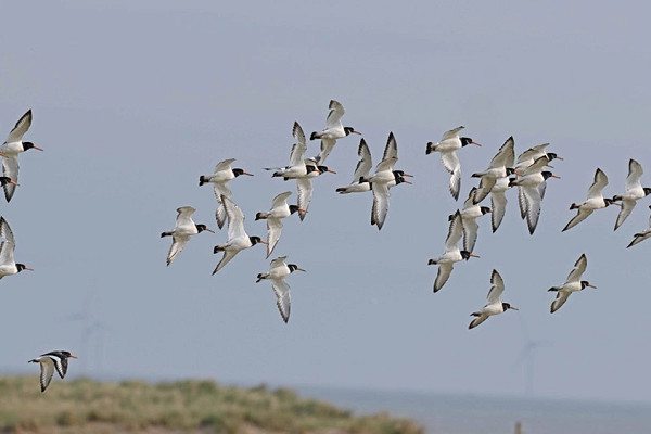 Oystercatchers - John Hewitt.