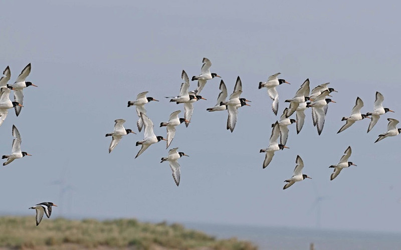 Oystercatchers - John Hewitt.