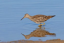 Pectoral Sandpiper - John Hewitt.