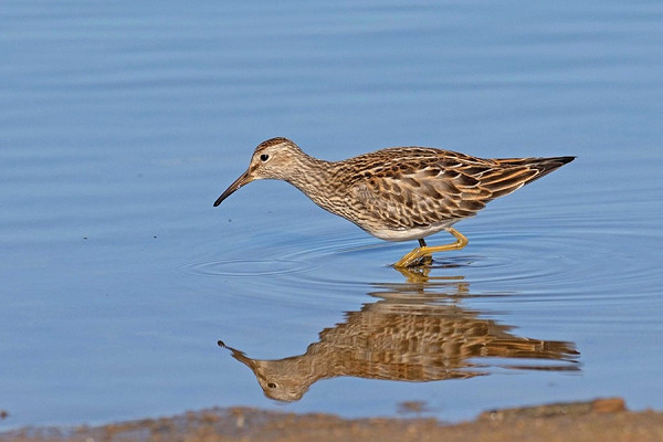 Pectoral Sandpiper - John Hewitt.