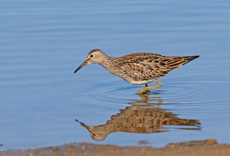 Pectoral Sandpiper - John Hewitt.