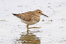 Pectoral Sandpiper - John Hewitt.