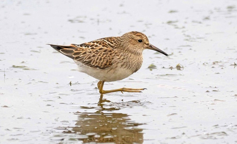 Pectoral Sandpiper - John Hewitt.