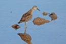 Pectoral Sandpiper - John Hewitt.