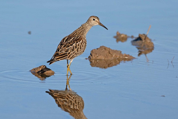 Bird sightings Friday, 10 October 2025