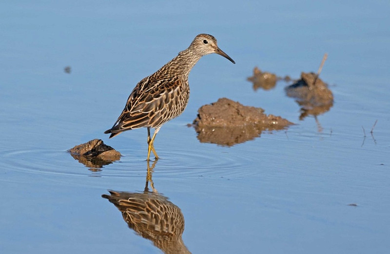 Pectoral Sandpiper - John Hewitt.