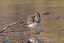 Pectoral Sandpiper - John Hewitt.