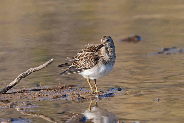 Pectoral Sandpiper - John Hewitt.