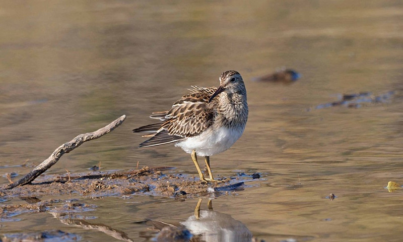 Pectoral Sandpiper - John Hewitt.