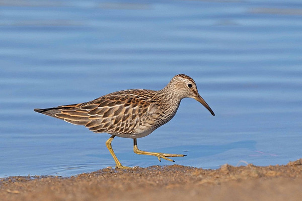 Bird sightings Thursday, 09 October 2025
