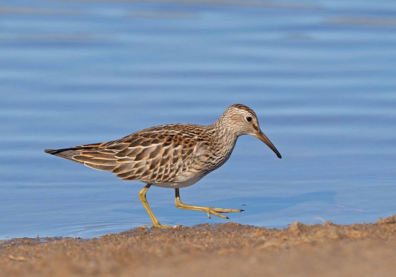 Pectoral Sandpiper - John Hewitt.