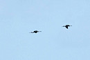 Glossy Ibis - John Hewitt.