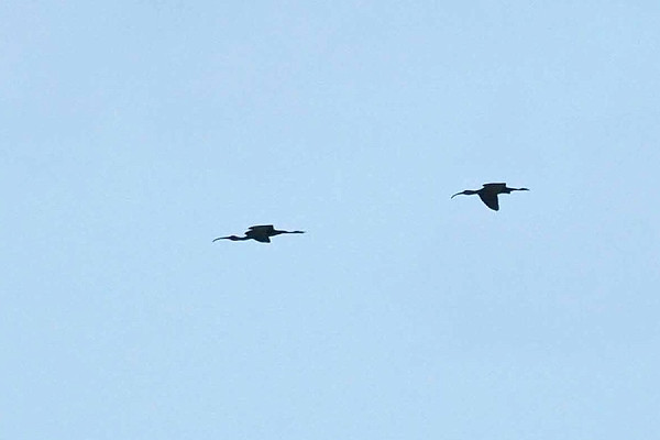 Glossy Ibis - John Hewitt.