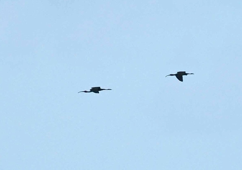 Glossy Ibis - John Hewitt.