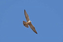 Peregrine - John Hewitt.