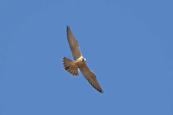 Bird sightings Thursday, 10 September 2026