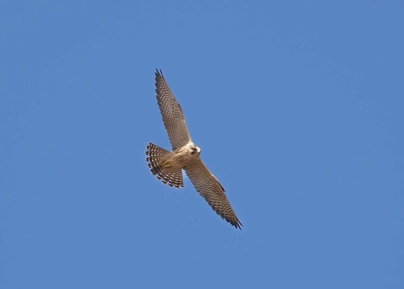 Peregrine - John Hewitt.