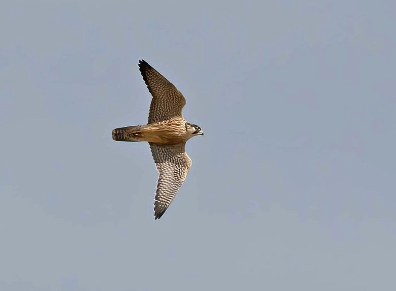 Peregrine - John Hewitt.