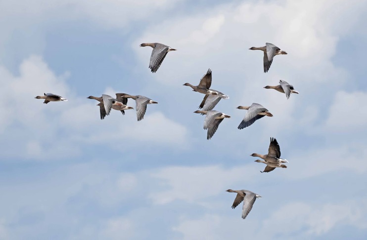 Pink-footed Geese - John Hewitt.