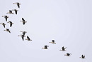 Pink-footed Geese - John Hewitt.